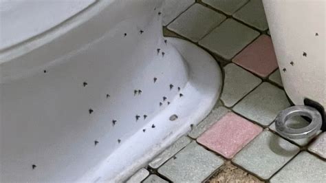 廁所有蟻
